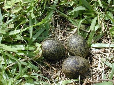 Masked Lapwing<br>(Vanellus miles)