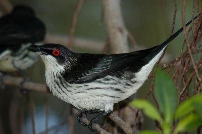 Metallic Starling<br>(Aplonis metallica)