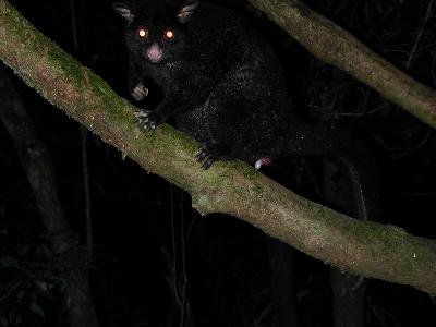 Mountain Brushtail Possum<br>(Trichosurus cunninghami)