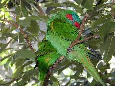 Musk Lorikeet<br>(Glossopsitta concinna)