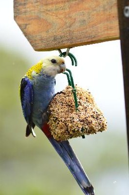 Pale-headed Rosella<br>(Platycercus adscitus)