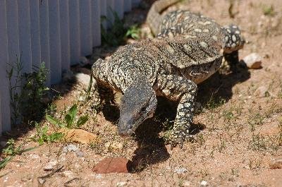 Perentie<br>(Varanus giganteus)