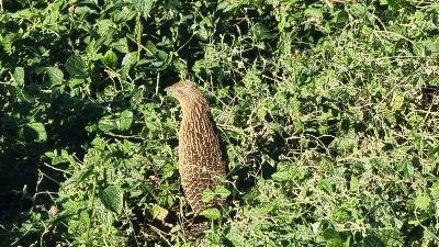 Pheasant Coucal<br>(Centropus phasianinus)