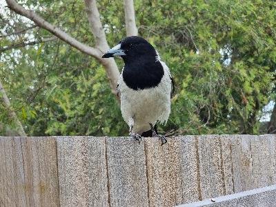 Pied Butcherbird<br>(Cracticus nigrogularis)