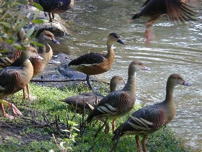 Plumed Whistling-Duck<br>(Dendrocygna eytoni)