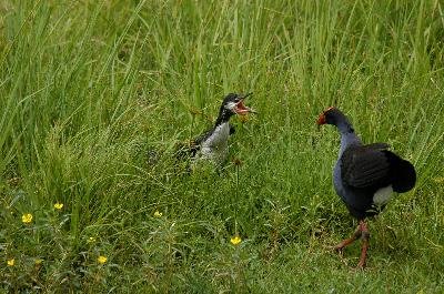 Purple Swamphen<br>(Porphyrio porphyrio)