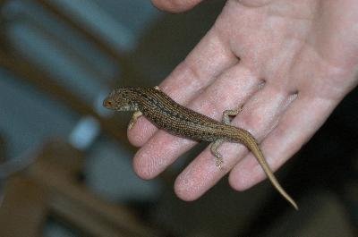 Pygmy Blue-Tongued Skink<br>(Tiliqua adelaidensis)