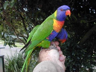 Rainbow Lorikeet<br>(Trichoglossus haematodus)