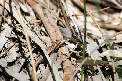 Red-Throated Rainbow-Skink<br>(Carlia rubrigularis)