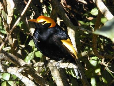 Regent Bowerbird<br>(Sericulus chrysocephalus)