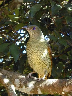 Satin Bowerbird<br>(Ptilonorhynchus violaceus)