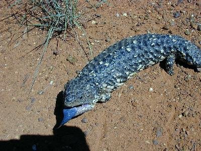 Shingleback<br>(Tiliqua rugosa)