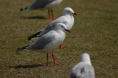 Silver Gull<br>(Chroicocephalus novaehollandiae)