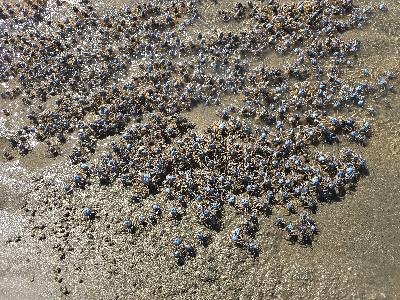 Soldier Crab<br>(Mictyris longicarpus)