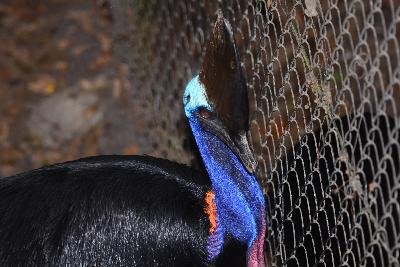 Southern Cassowary<br>(Casuarius casuarius)