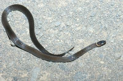 Southern Dwarf Crowned Snake<br>(Cacophis krefftii)