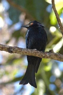 Spangled Drongo<br>(Dicrurus bracteatus)