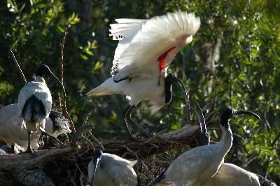 Straw-necked Ibis<br>(Threskiornis spinicollis)