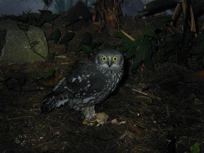 Strigidae<br>(Hawk-Owls)