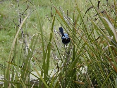 Superb Fairy-wren<br>(Malurus cyaneus)