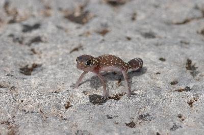 Thick-Tailed Gecko<br>(Underwoodisaurus milii)