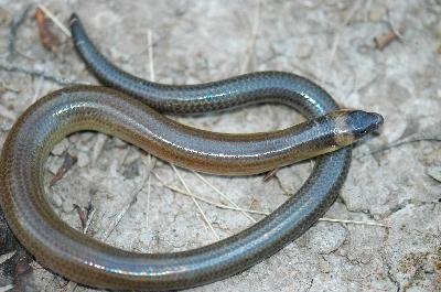 Three-Clawed Worm-Skink<br>(Anomalopus verreauxii)