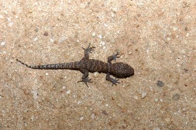 Tree Dtella<br>(Gehyra variegata)