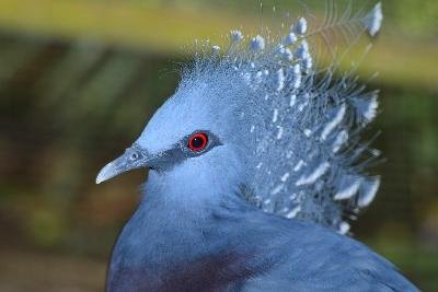 Victoria Crowned Pigeon<br>(Goura victoria)