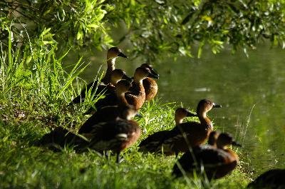 Wandering Whistling-Duck<br>(Dendrocygna arcuata)