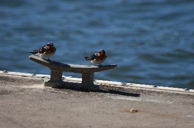 Welcome Swallow<br>(Hirundo neoxena)