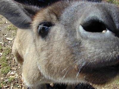 Western Grey Kangaroo<br>(Macropus fuliginosus)