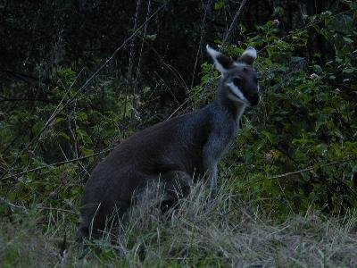 Whiptail Wallaby<br>(Macropus parryi)