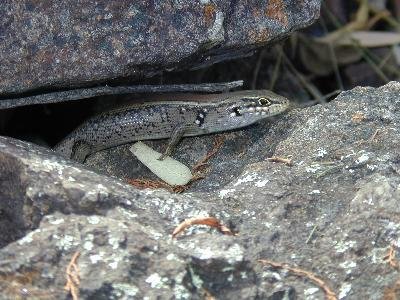 White's Skink<br>(Liopholis whitii)