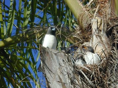 White-breasted Woodswallow<br>(Artamus leucorynchus)