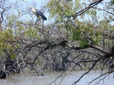 White-necked Heron<br>(Ardea pacifica)