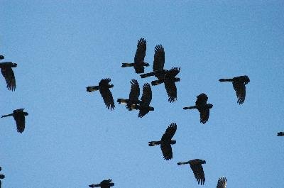 Yellow-tailed Black-Cockatoo<br>(Calyptorhynchus funereus)