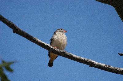 Zebra Finch<br>(Taeniopygia guttata)