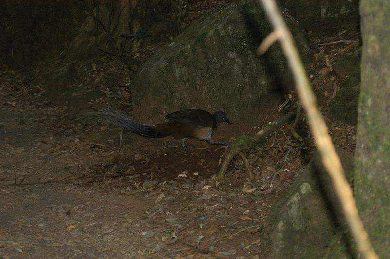 Albert's_Lyrebird__Menura_alberti__001.jpg