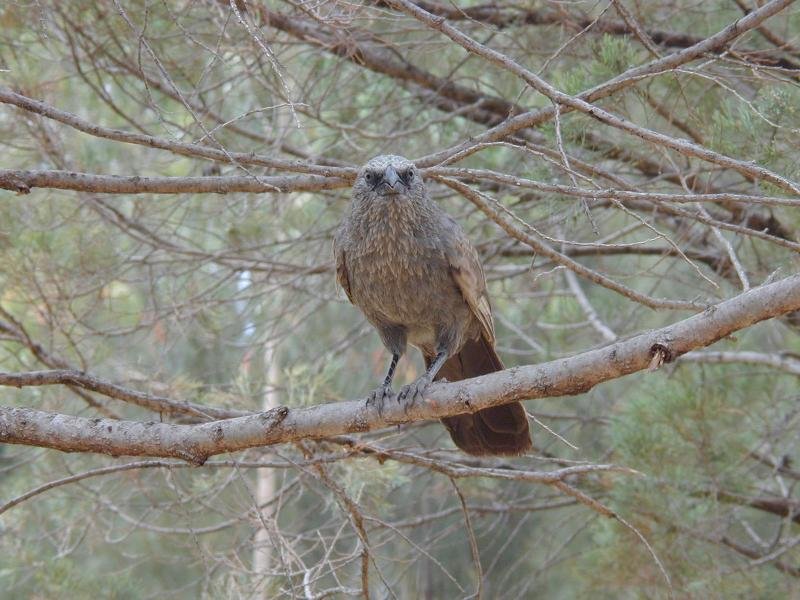 Apostlebird__Struthidea_cinerea__001.jpg