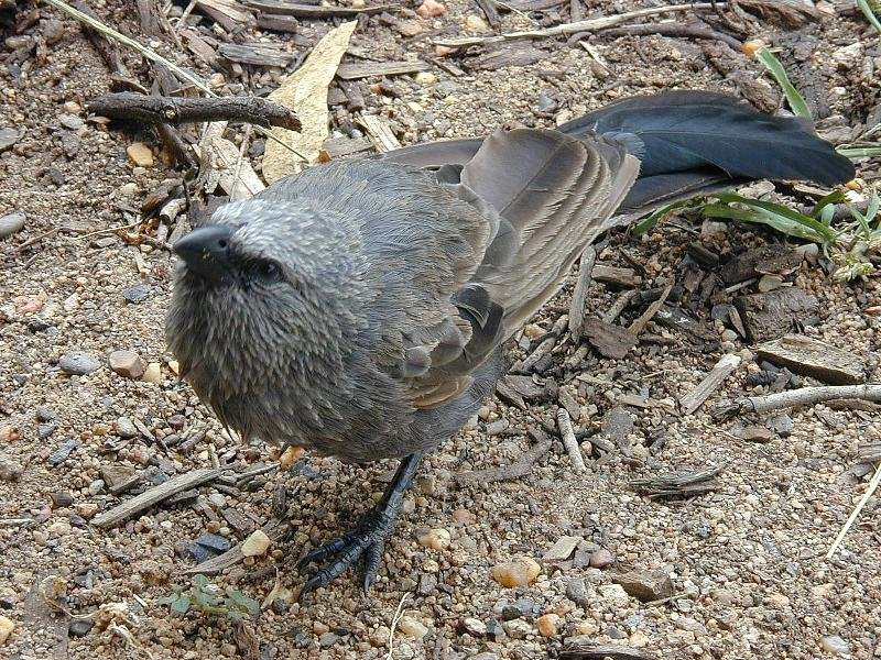 Apostlebird__Struthidea_cinerea__002.jpg