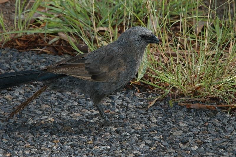 Apostlebird__Struthidea_cinerea__003.jpg