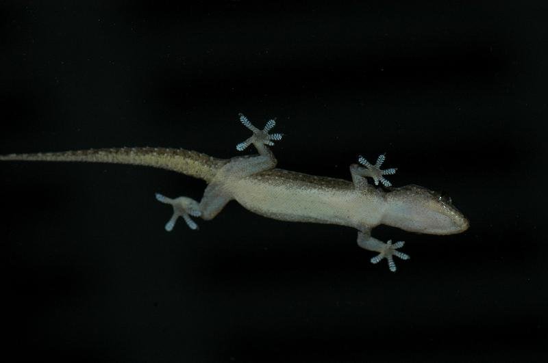 Asian_House_Gecko__Hemidactylus_frenatus__001.jpg