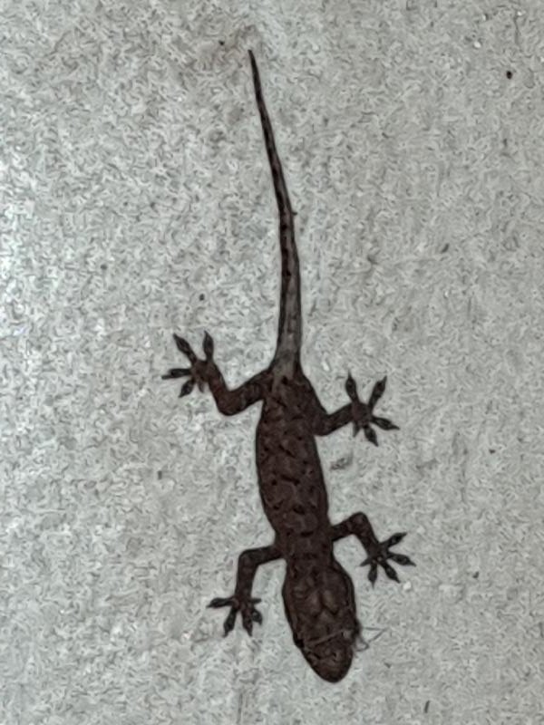 Asian_House_Gecko__Hemidactylus_frenatus__004.jpg