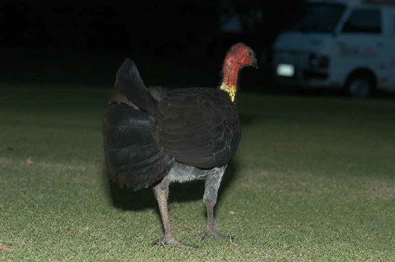 Australian_Brush-turkey__Alectura_lathami__002.jpg