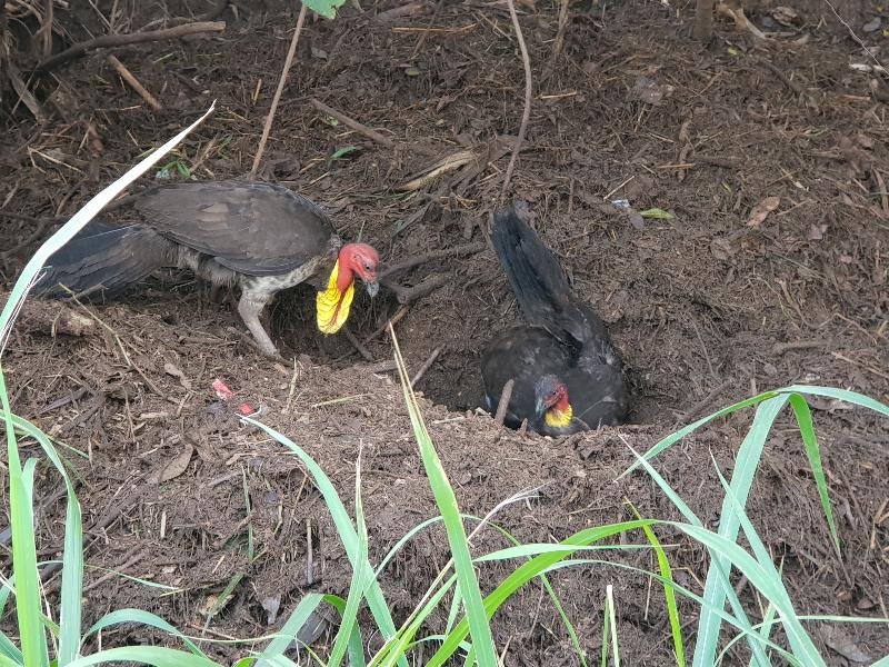 Australian_Brush-turkey__Alectura_lathami__006.jpg