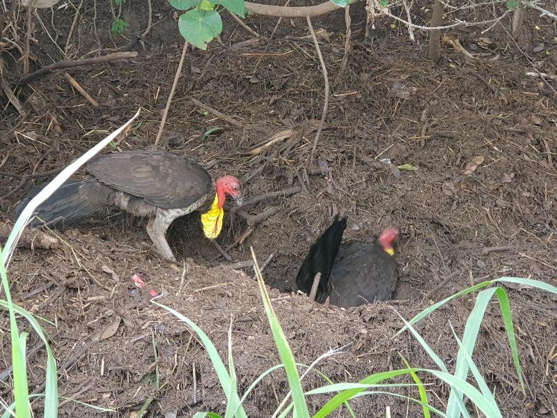 Australian_Brush-turkey__Alectura_lathami__008.jpg