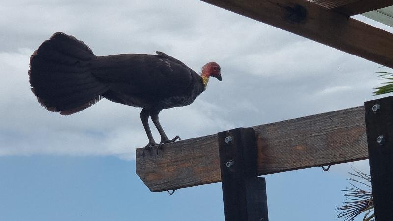 Australian_Brush-turkey__Alectura_lathami__012.jpg