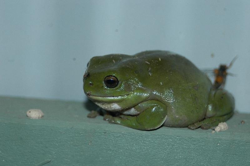 Australian_Green_Tree_Frog__Litoria_caerulea__003.jpg