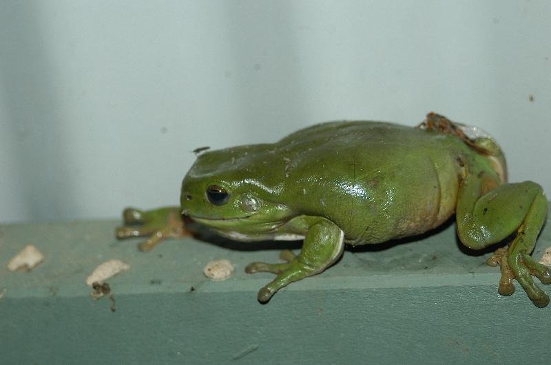 Australian_Green_Tree_Frog__Litoria_caerulea__006.jpg