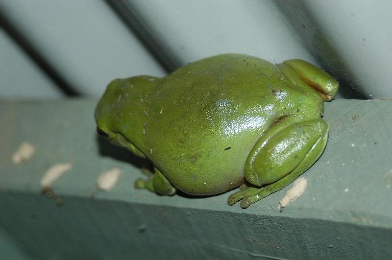 Australian_Green_Tree_Frog__Litoria_caerulea__010.jpg